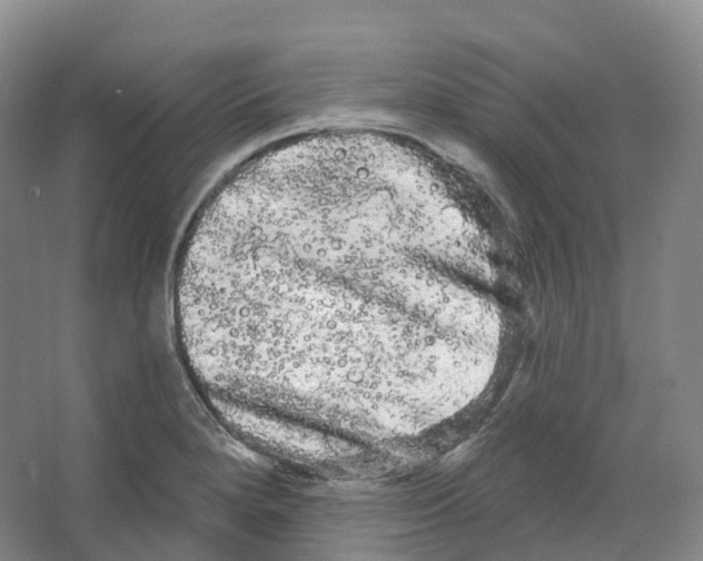 X0000066121280200603311526