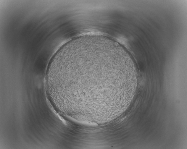 X0000066121282200603311526