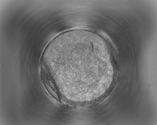 X0000066121284200603311526