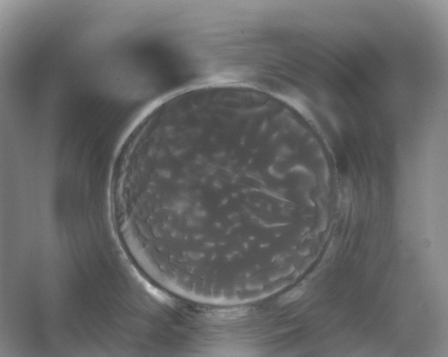 X0000066121294200603311526