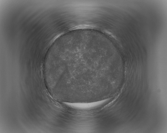 X0000066121313200603311525