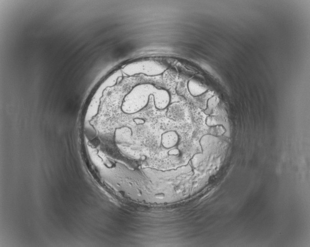 X0000066121325200603311525