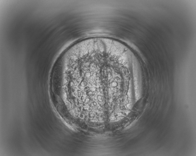 X0000066121333200603311526