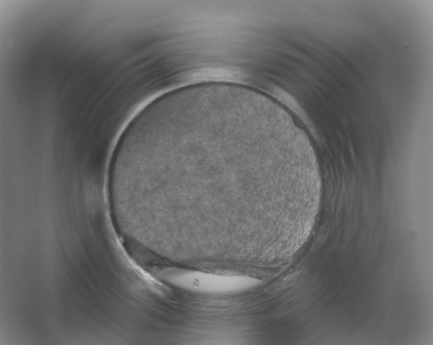 X0000066121339200603311526