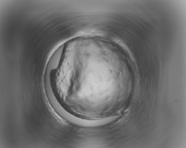 X0000066121344200603311526