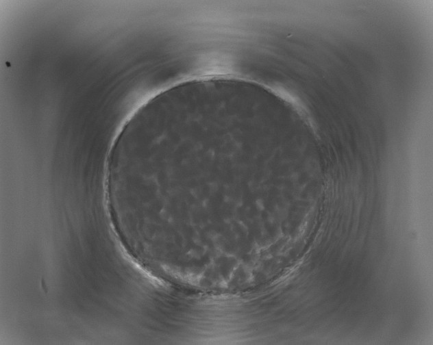 X0000066121374200603311524