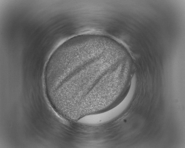 X0000066121375200603311524