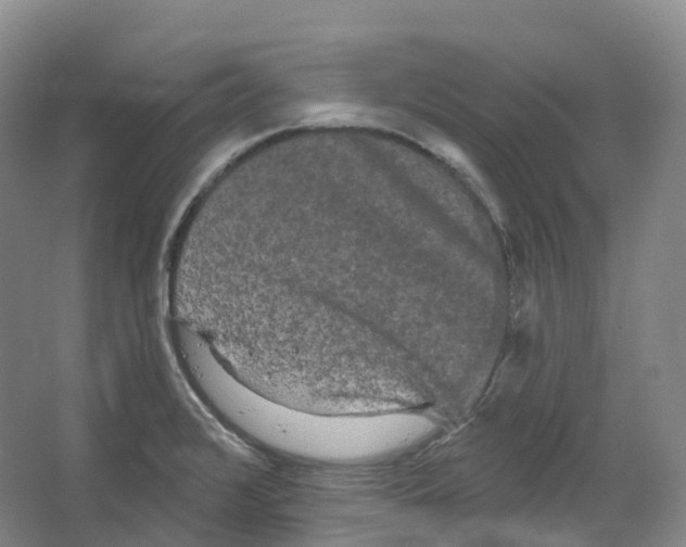 X0000066121376200603311524