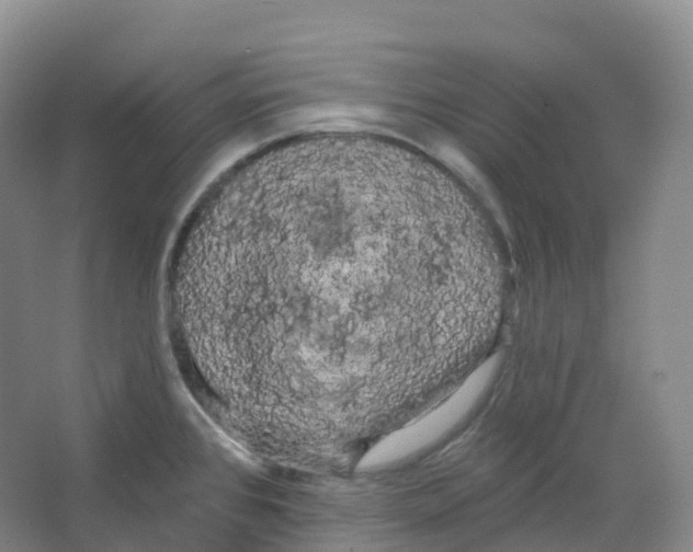 X0000066121384200603311524