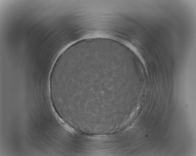 X0000066121388200603311524