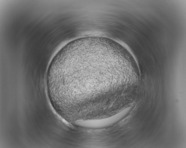 X0000066121389200603311524