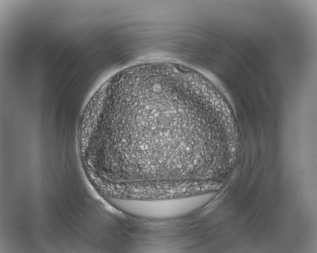 X0000066121390200603311524