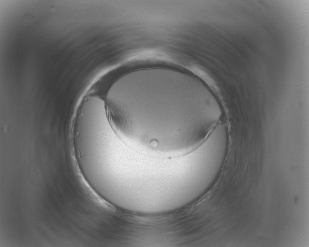 X0000066121392200603311524