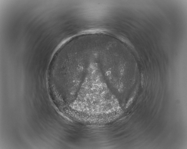 X0000066121412200603311524