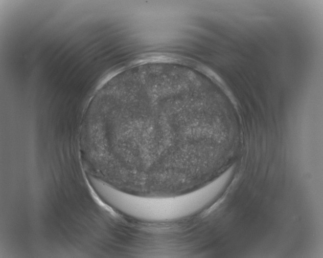 X0000066121433200603311524