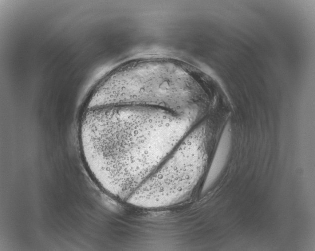 X0000066121464200603311523