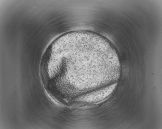 X0000066121468200603311523