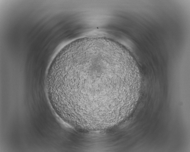 X0000066121478200603311523