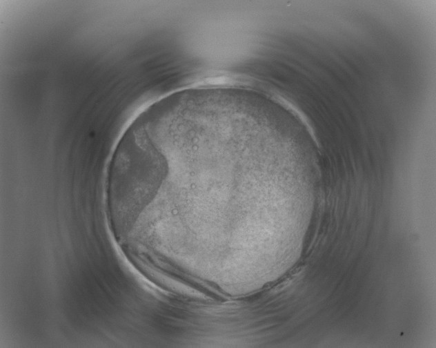 X0000066121483200603311523