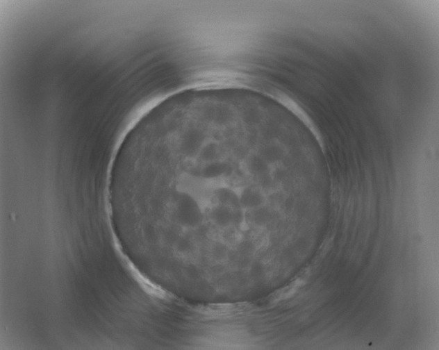 X0000066121485200603311523