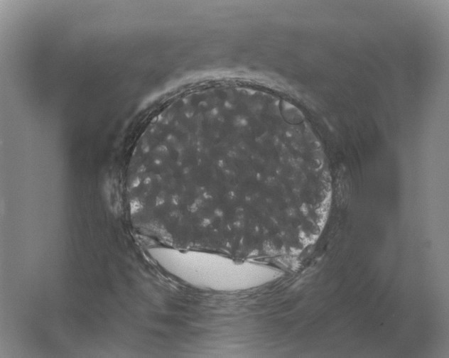 X0000066121494200603311522