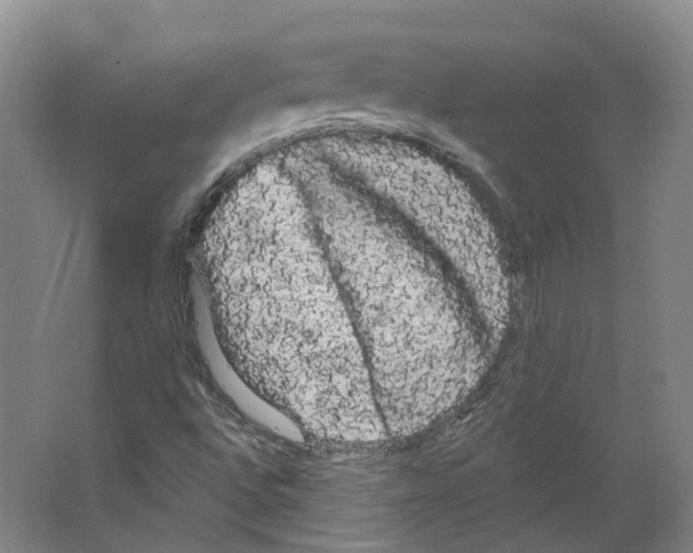 X0000066121496200603311522