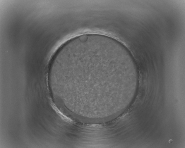 X0000066121503200603311522