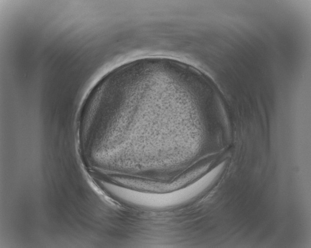 X0000066121511200603311522