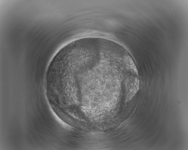 X0000066121531200603311522