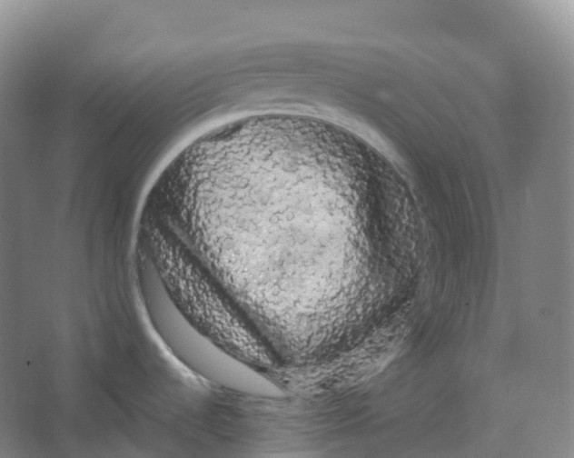 X0000066121536200603311522