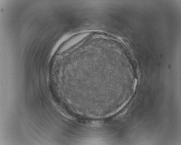 X0000066120056200604071922