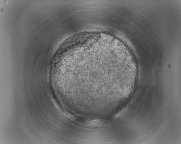 X0000066120058200604071922