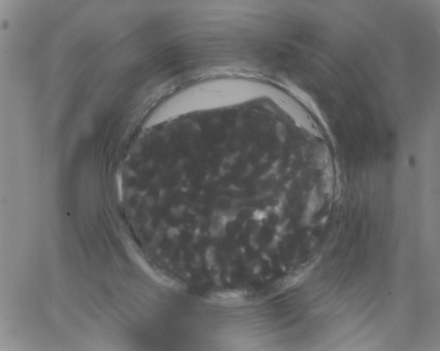 X0000066120061200604071922