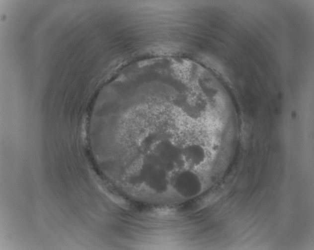 X0000066120065200604071922