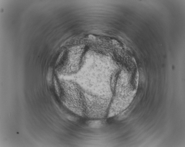 X0000066120074200604071922