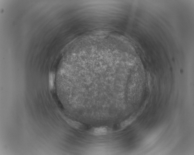 X0000066120075200604071922