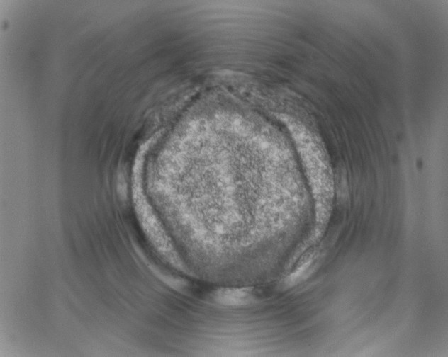 X0000066120086200604071923