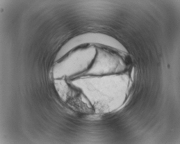 X0000066120094200604071923