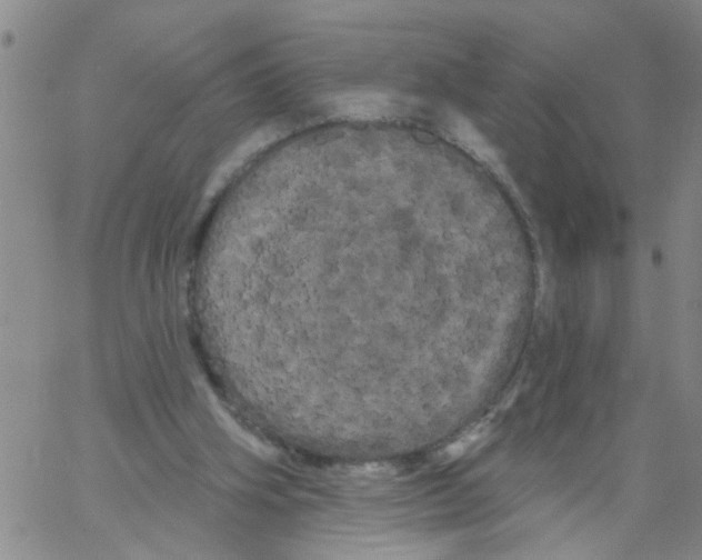 X0000066120106200604071922