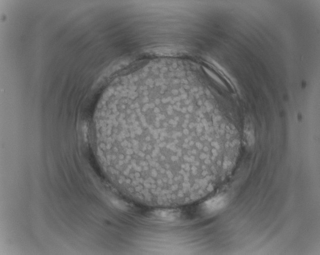 X0000066120117200604071922