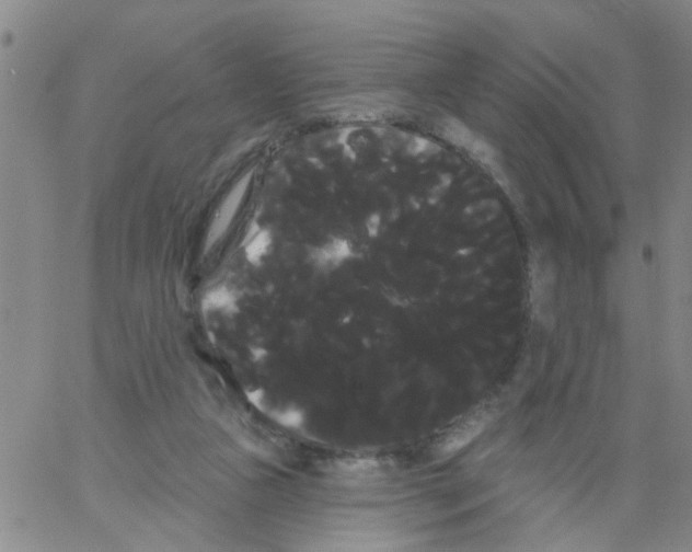 X0000066120161200604071921