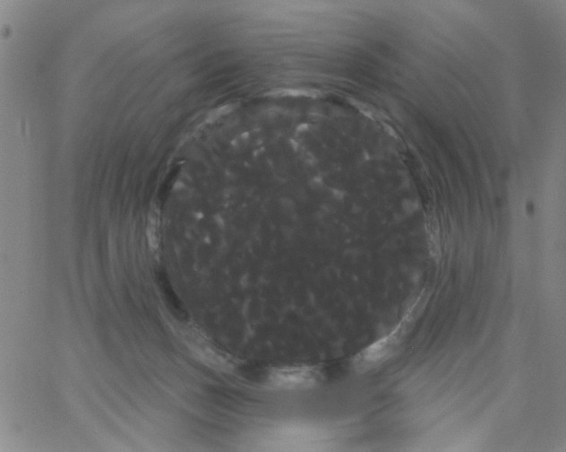 X0000066120175200604071921