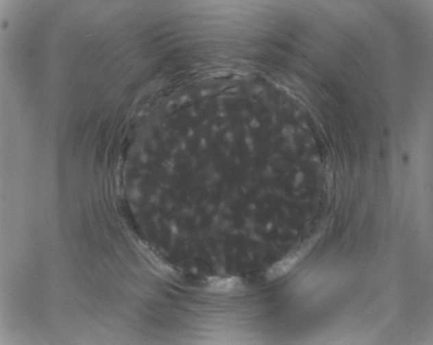 X0000066120185200604071921