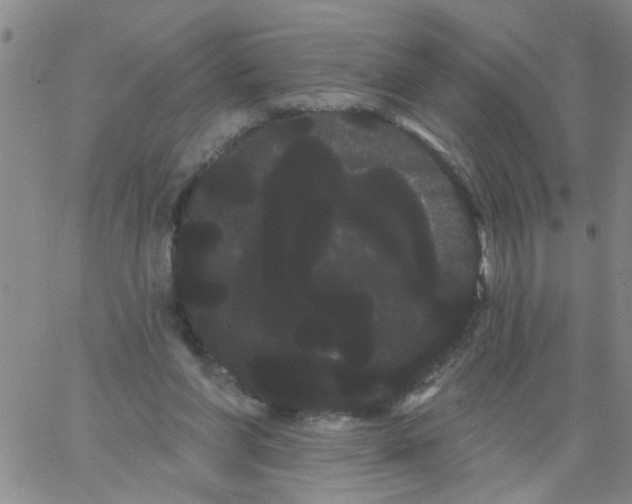 X0000066120206200604071920