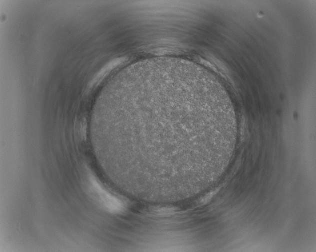 X0000066120210200604071920