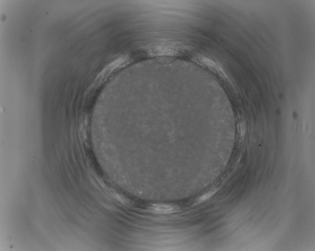 X0000066120218200604071920