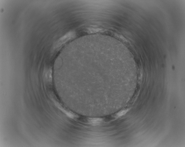 X0000066120226200604071920