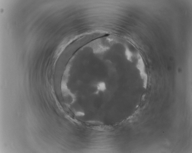 X0000066120241200604071919