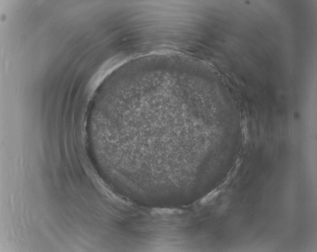 X0000066120242200604071919