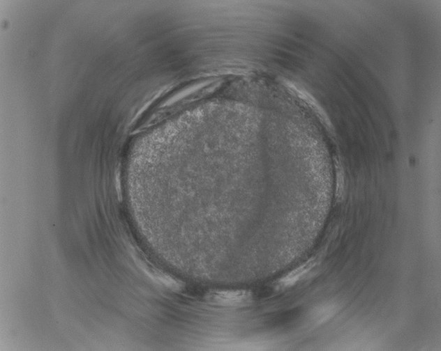 X0000066120251200604071919